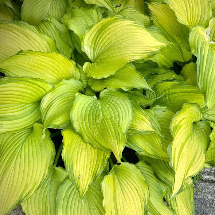 Hosta: Dancing Darling