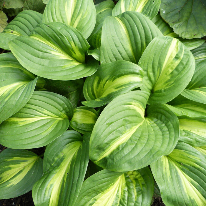 Hosta: Emerald Charger