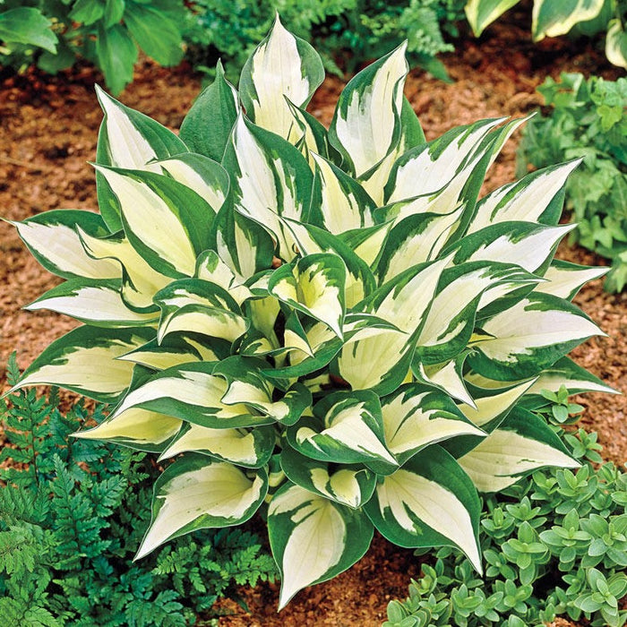 Hosta: Loyalist