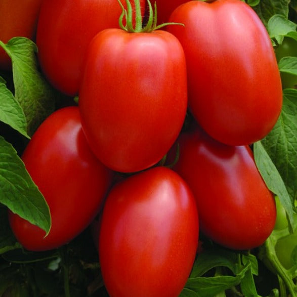 Tomato Picus — Seaway Farms Niagara