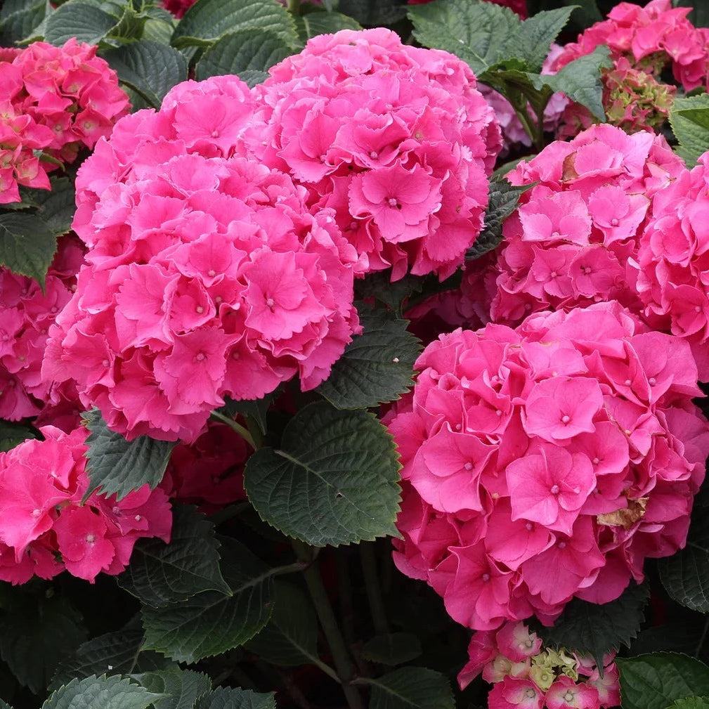 Hydrangeas — Seaway Farms Niagara