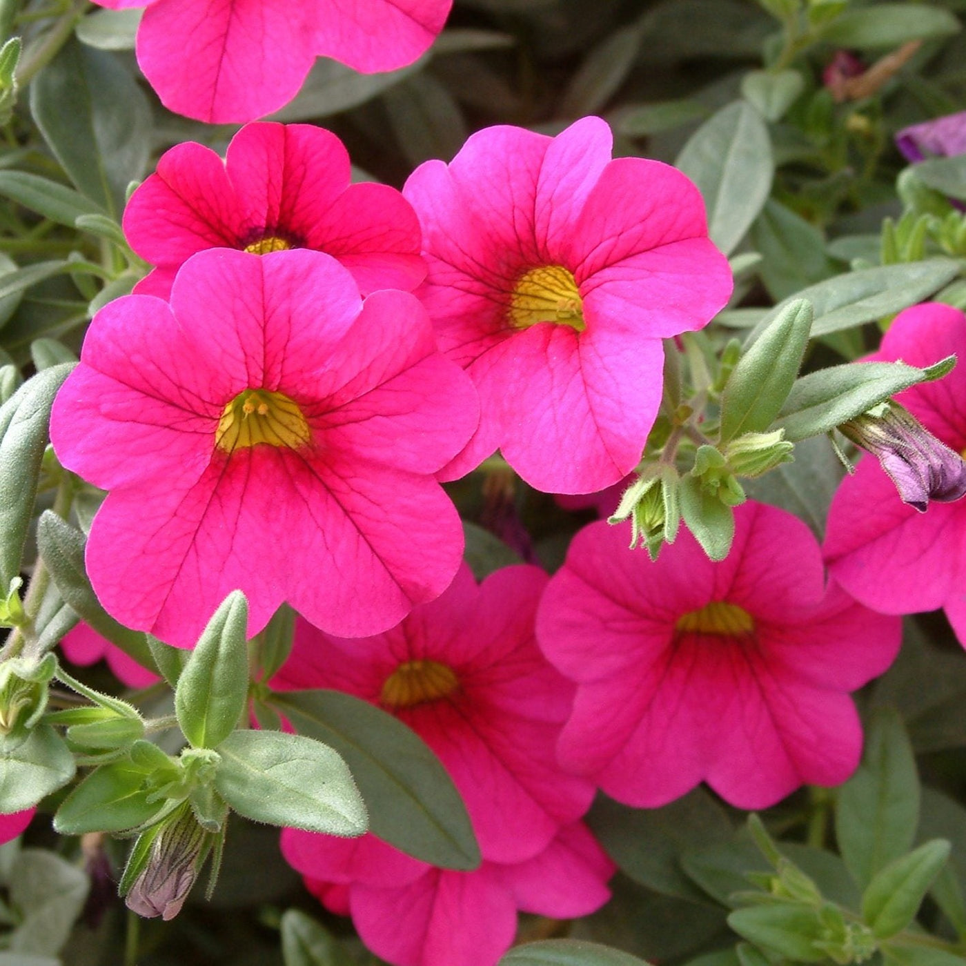 Calibrachoa (Million Bells) — Seaway Farms Niagara